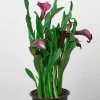 Calla Lily Plant in 6" Pot - Purple
