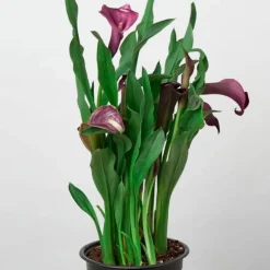 Calla Lily Plant in 6" Pot - Purple