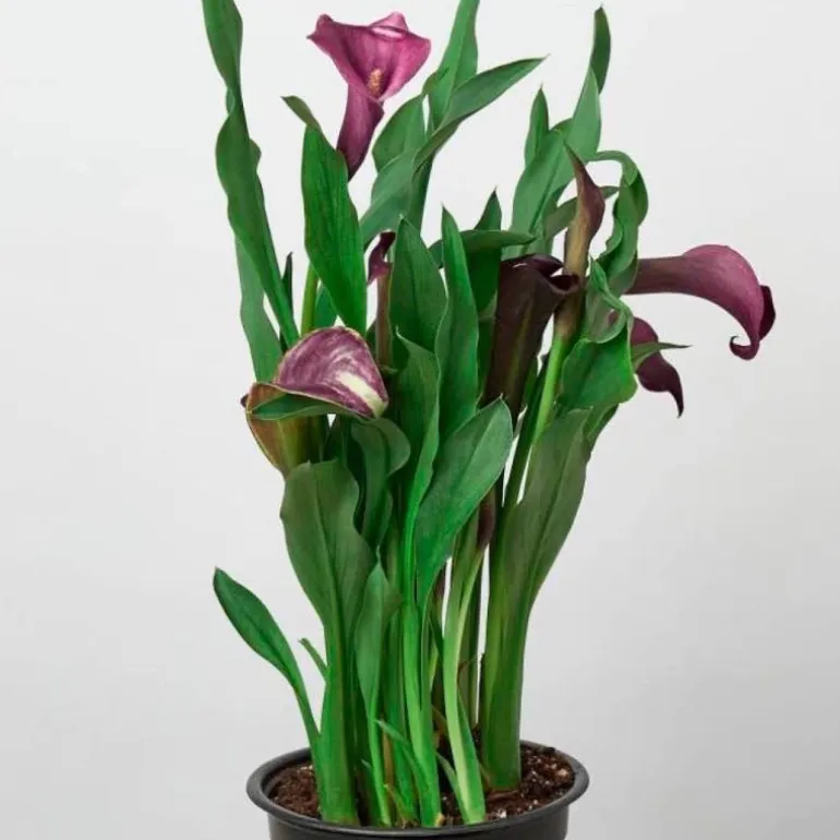 Calla Lily Plant in 6" Pot - Purple