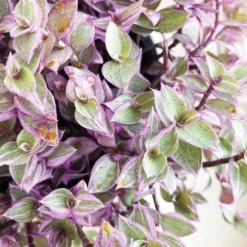 Callisia "Pink Panther" Plant in White Square Planter