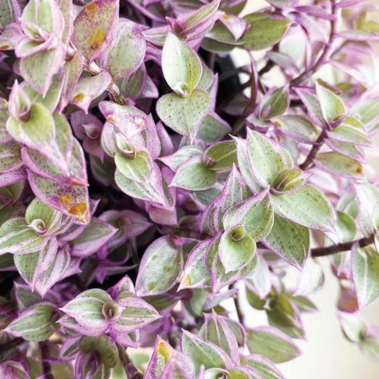Callisia "Pink Panther" Plant in White Square Planter