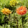 Ceramic Garden Flower Stakes, Set of 3 - Bright