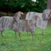 Corrugated Metal Christmas Sheep Yard Art, Set of 3