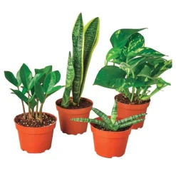 Easy-care Potted Plant Variety, Set of 4