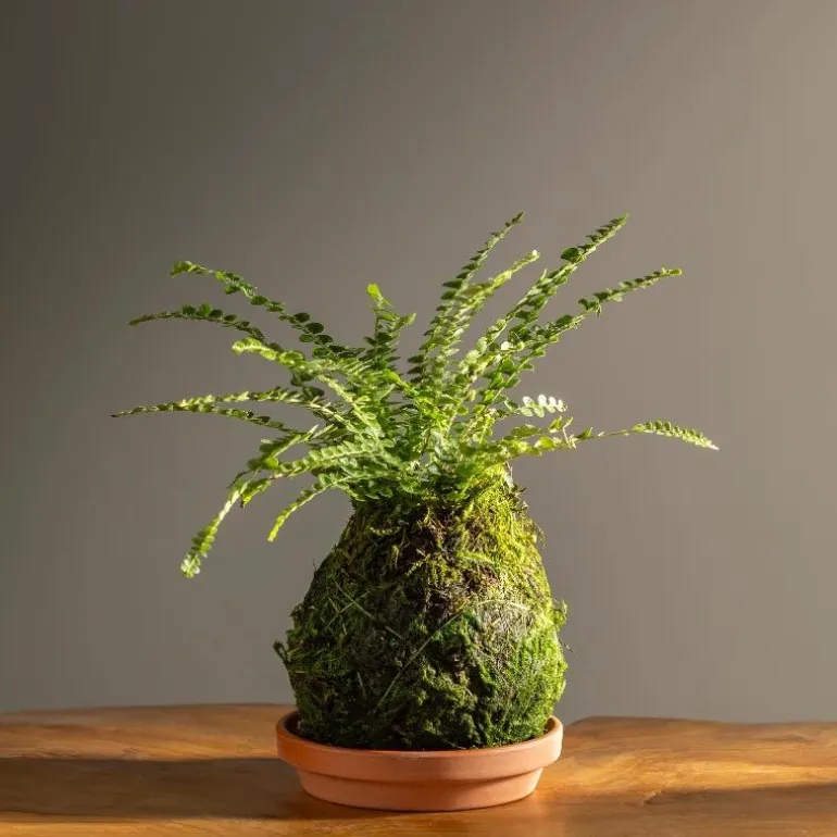 Fern Button Kokedama Ball with Saucer