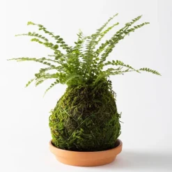 Fern Button Kokedama Ball with Saucer