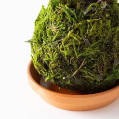 Fern Button Kokedama Ball with Saucer
