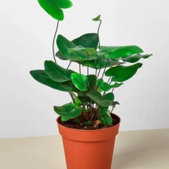 Fern Heart Live Plant, 4"Pot
