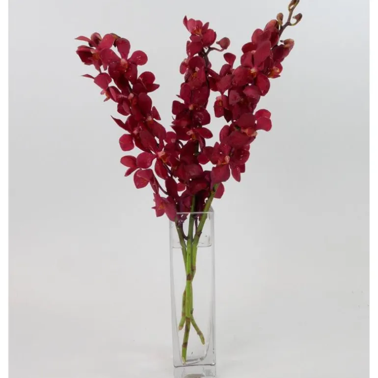 Fresh Cut Small Orchid Bunch in Glass Vase - Red