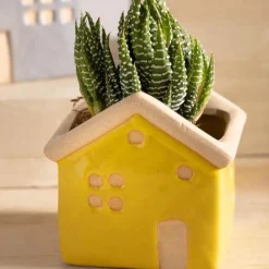 House Planters with Live Succulents, Set of 3