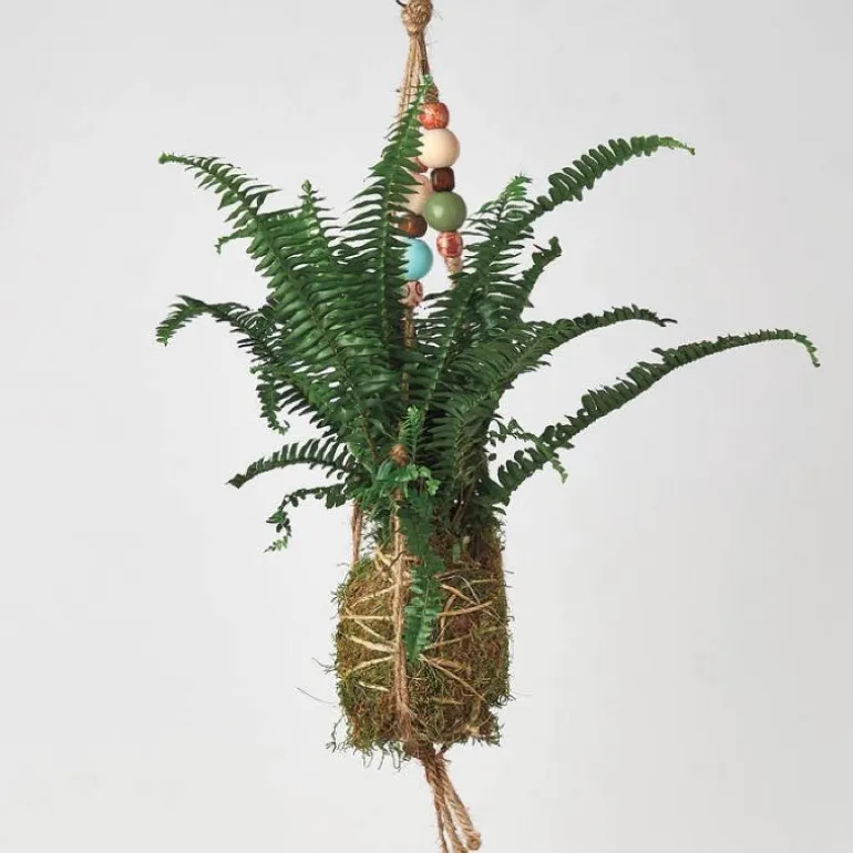 Kokedama Moss Ball Hanging Plant - Fern Jester Crown