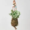 Kokedama Moss Ball Hanging Plant - Pothos Njoy