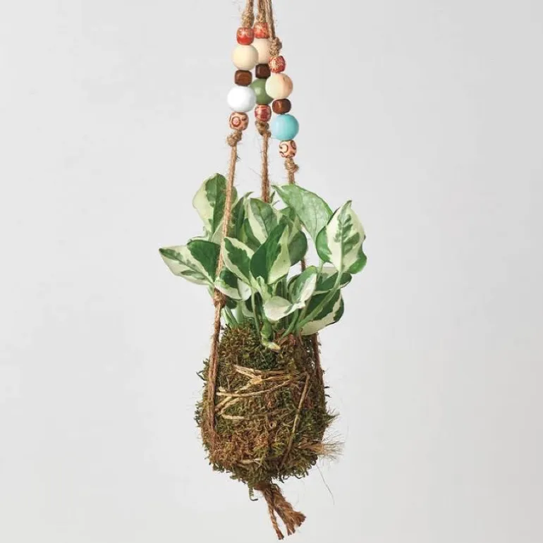Kokedama Moss Ball Hanging Plant - Pothos Njoy
