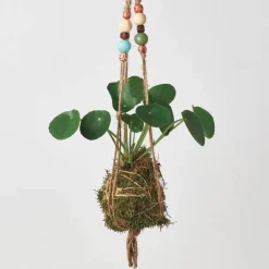 Kokedama Moss Ball Hanging Plant - Pilea