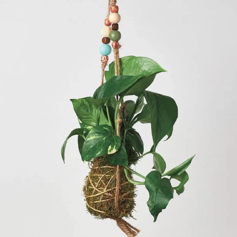 Kokedama Moss Ball Hanging Plant - Pothos Golden