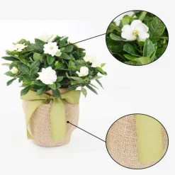 Live Potted Gardenia Plant in Burlap Gift Bag