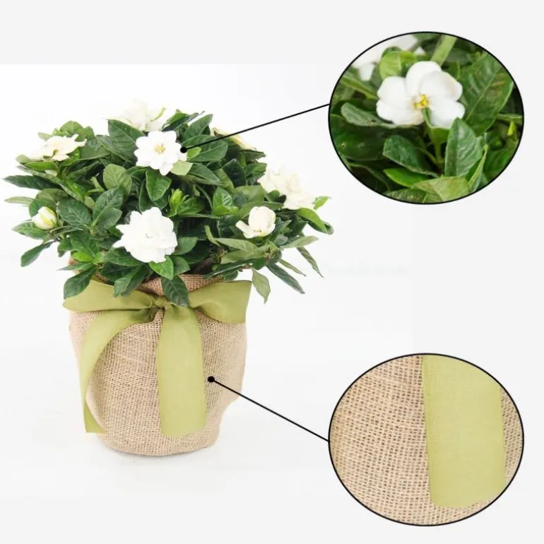 Live Potted Gardenia Plant in Burlap Gift Bag