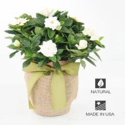 Live Potted Gardenia Plant in Burlap Gift Bag