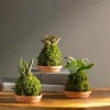 Mini Plant Kokedama Moss Ball Trio, Set of 3