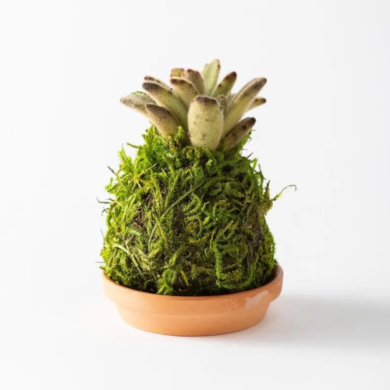 Mini Plant Kokedama Moss Ball Trio, Set of 3