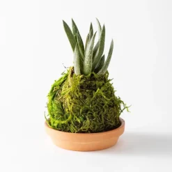 Mini Plant Kokedama Moss Ball Trio, Set of 3