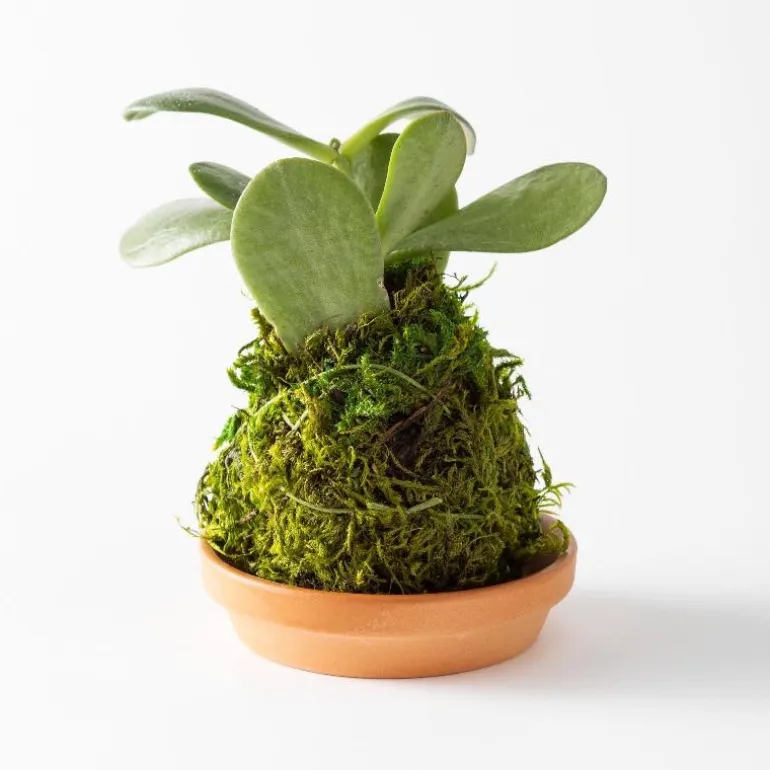 Mini Plant Kokedama Moss Ball Trio, Set of 3