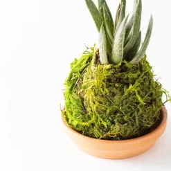 Mini Plant Kokedama Moss Ball Trio, Set of 3