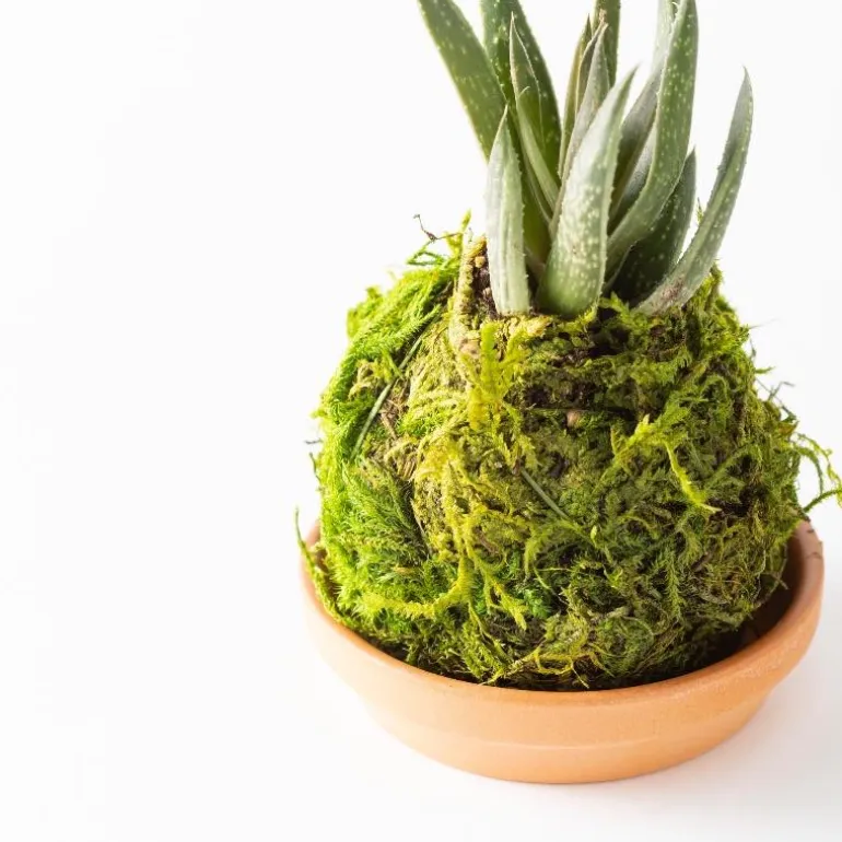 Mini Plant Kokedama Moss Ball Trio, Set of 3