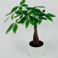 Money Tree Plant in White Ceramic Planter