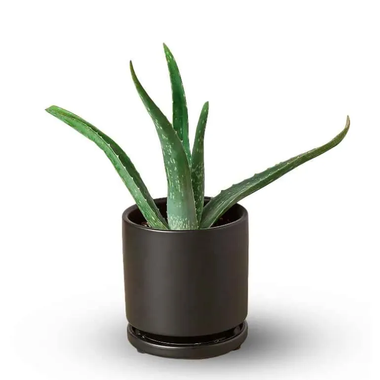 Potted Aloe Vera Plant
