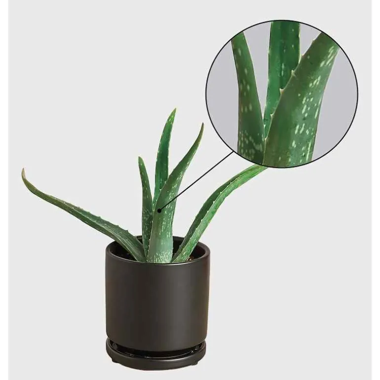 Potted Aloe Vera Plant