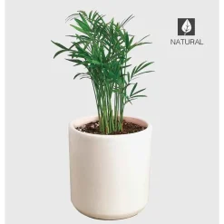 Potted Parlor Palm Plant