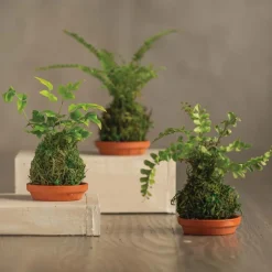 Set of 3 Mini Fern Kokedama
