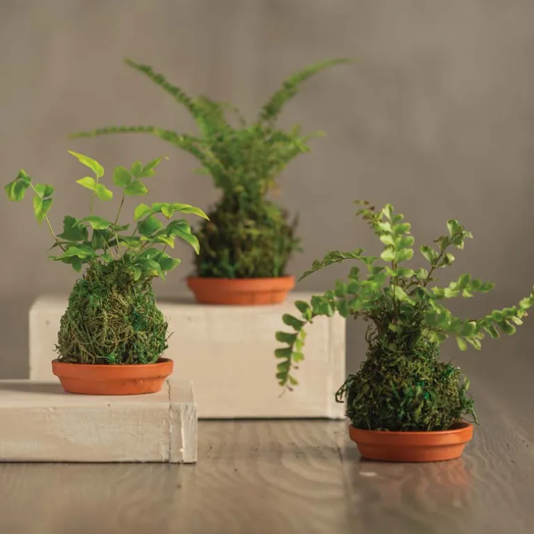 Set of 3 Mini Fern Kokedama