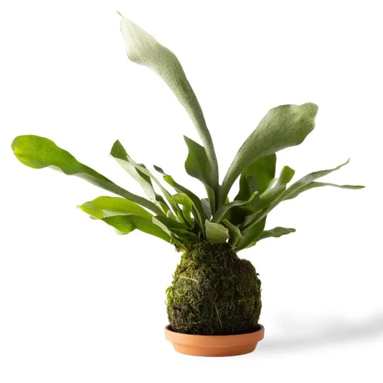 Staghorn Fern Kokedama Ball with Saucer
