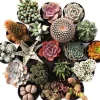 Succulent Variety Bundle, Set of 4