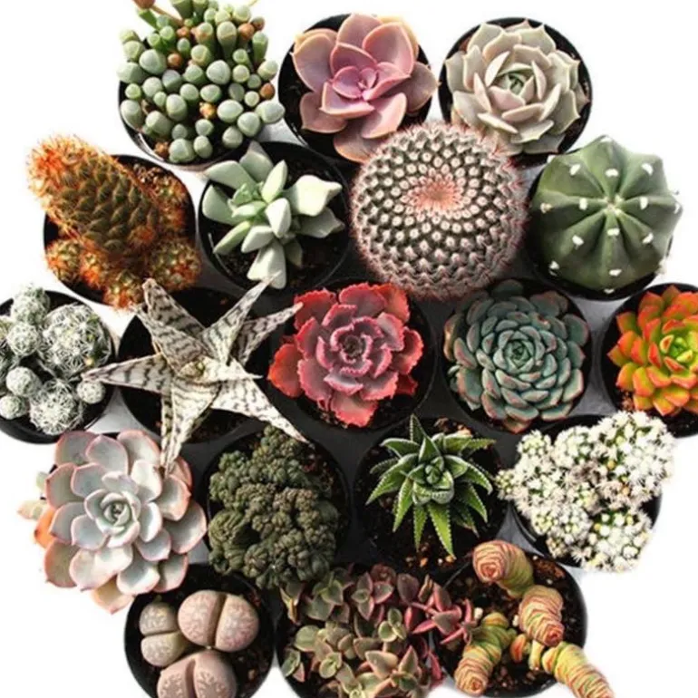 Succulent Variety Bundle, Set of 4