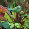 Terracotta Teal Bird Plant Pick