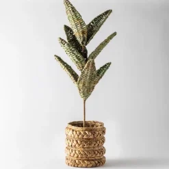 Woven Palm Plant
